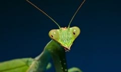 New insect species to be named after Supreme Court Justice Ginsburg