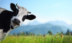 Cambodian official accused of comparing lawyers to cows faces court action