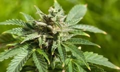 Boston firm goes to pot for new business