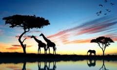 DLA Piper bags five African firms