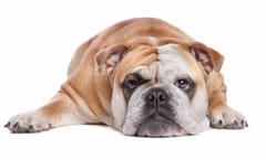 Paralegals: tenacious bulldogs or cheap poodles?