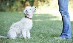Connecticut animals now have their own lawyers