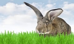 United faces legal action over death and cremation of giant rabbit