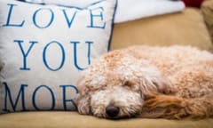 'Fur-ternity leave' new employee benefit is a 'no brainer'