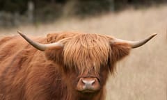 Scots take mediation by the horns