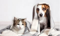 Status of pets a constitutional matter in Korea