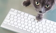 Nearly nine out of 10 legal cats prefer cybersecurity