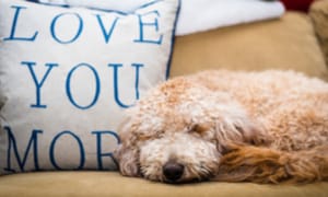 'Fur-ternity leave' new employee benefit is a 'no brainer'