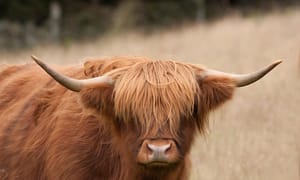 Scots take mediation by the horns