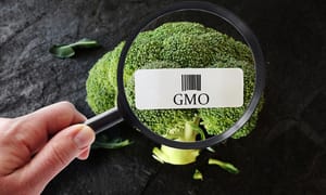 Global food companies and US farmers at loggerheads over GMO labelling