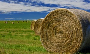 Agribusiness bales law firms in Canadian prairies