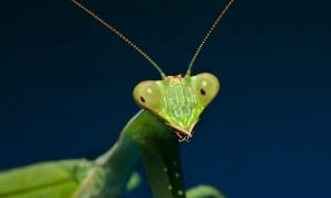 New insect species to be named after Supreme Court Justice Ginsburg