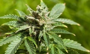 Boston firm goes to pot for new business