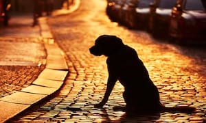 Latham real estate partner embroiled in Manhattan dog wars dispute