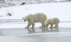 Full fur coats all round for these two