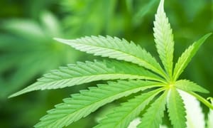 Legal marijuana a $5-billion boost to California's economy