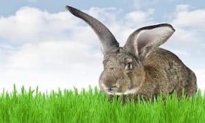 United faces legal action over death and cremation of giant rabbit