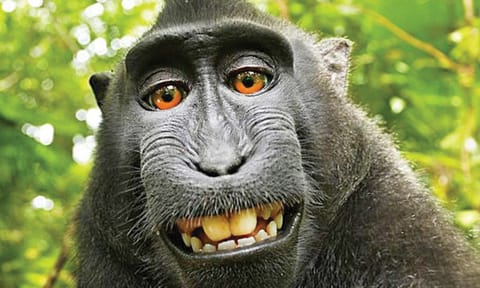 The odd case of monkey see, monkey do