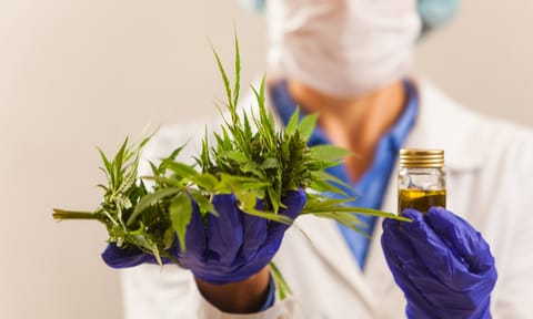 DLA Piper has launched an international cannabis practice